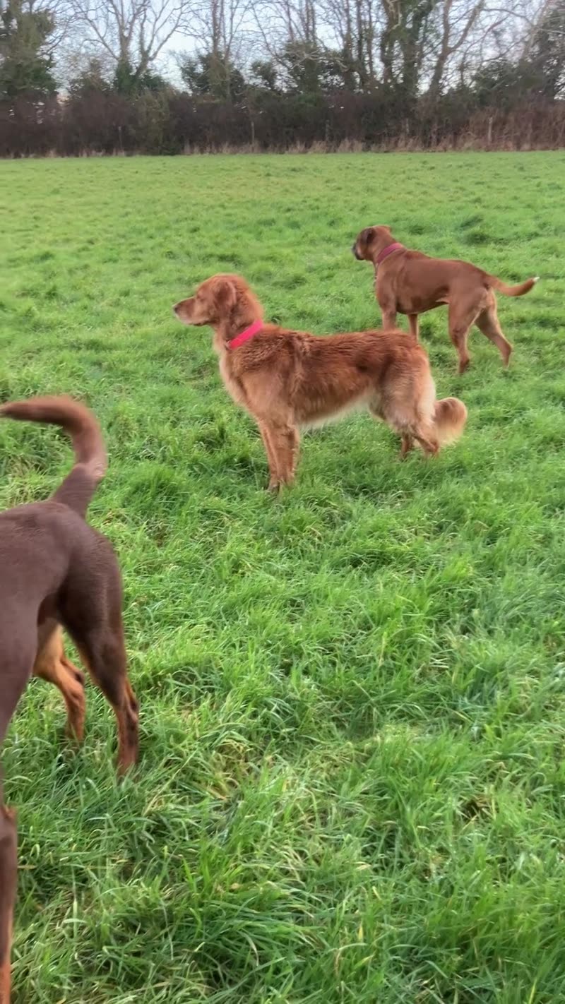 Three dogs playing off-lead on the grass exercise paddock with a treeline behind