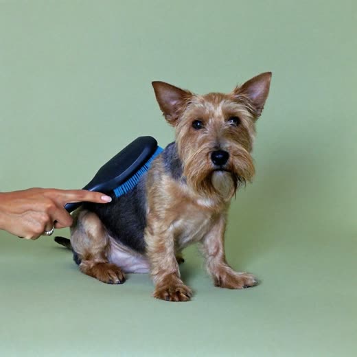 A small dog being brushed by hand